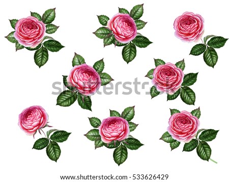 Watercolor rose set. can be used as greeting card, invitation card for wedding, birthday and other holiday and summer background