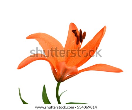 Blossoming orange lilies in a pot on a white background