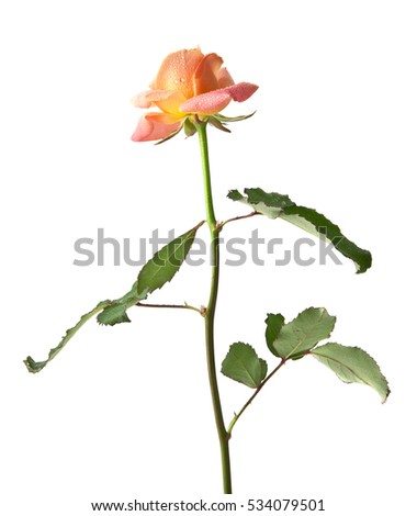 rose isolated on white background closeup