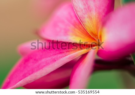 Pink Plumeria flower : Close-up and Selective focus