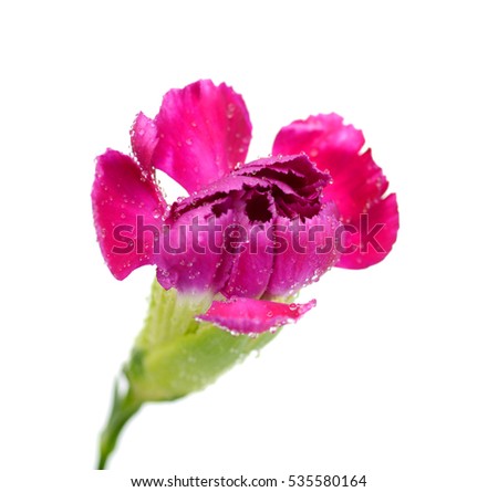 beautiful purple carnation flower isolated on white background
