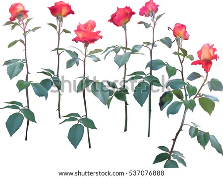 illustration with roses isolated on white background