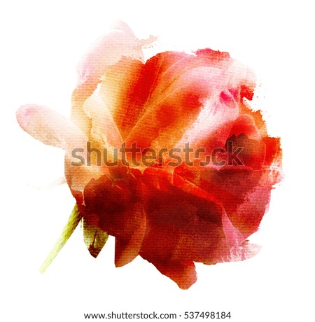 Rose watercolor, isolated on white