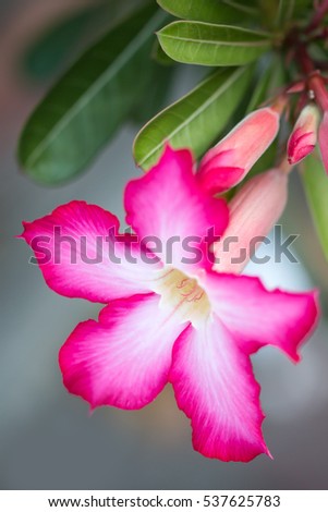 Desert Rose, Impala Lily, Flower of riches.