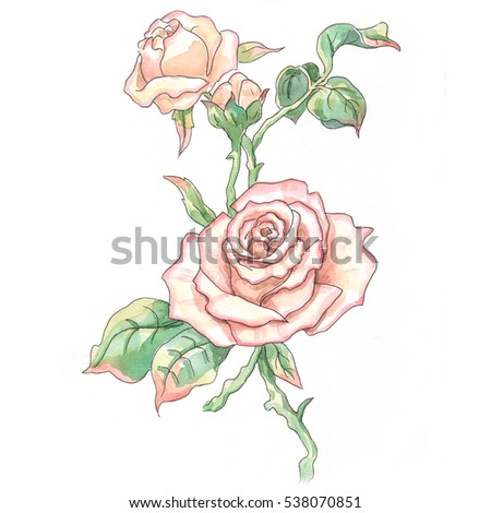Rose watercolor.  Illustration for greeting cards, invitations, and other printing and web projects.

