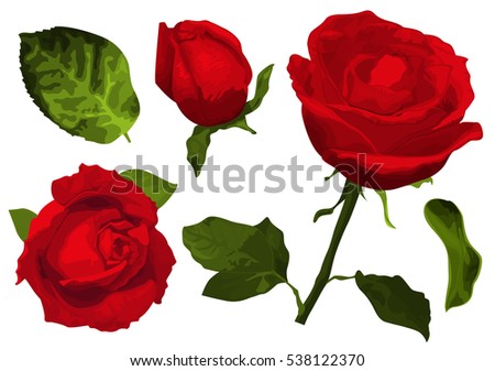 Set of red rose flower, bud and leaves. Isolated on white illustration