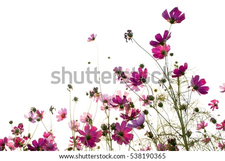 cosmos flowers blooming on white background