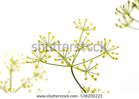 Dill flowers, herbs have medicinal properties.