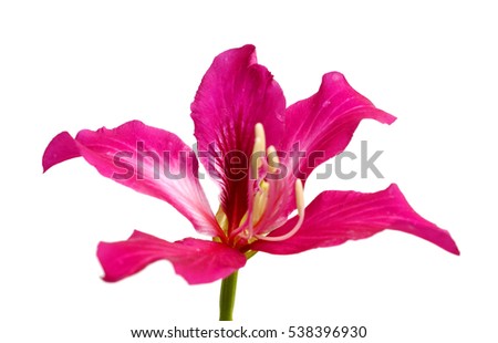 Hong Kong orchid flower with a bud