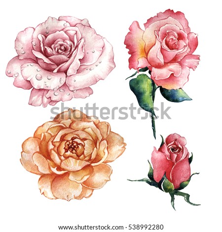 Wildflower rose flower in a watercolor style isolated. Full name of the plant: rose, hulthemia, rosa. Aquarelle wild flower for background, texture, wrapper pattern, frame or border.