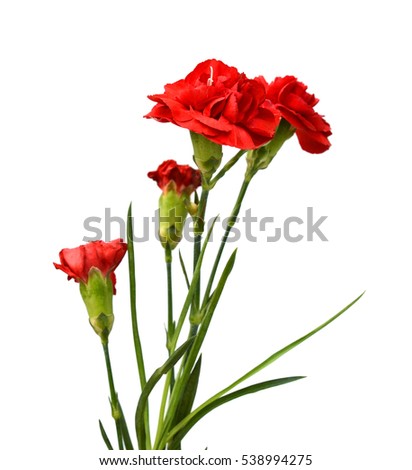 beautiful red carnation flower isolated on white background