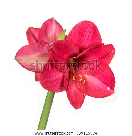  Amaryllis. red flower with clipping path isolated on white background