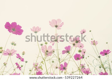 Soft focus cosmos flower with sunlight ,vintage pastel background