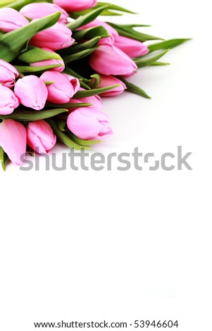 bouquet of lovely pink tulips on white background - flowers