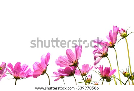 cosmos flowers field on white background