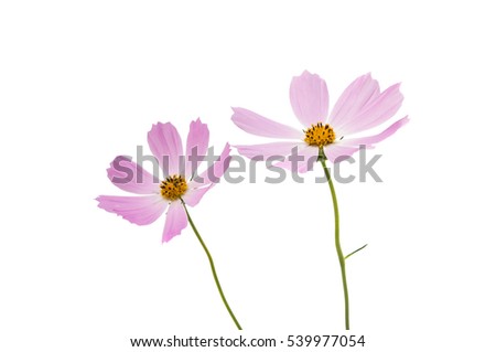 Cosmos Flower isolated on white background