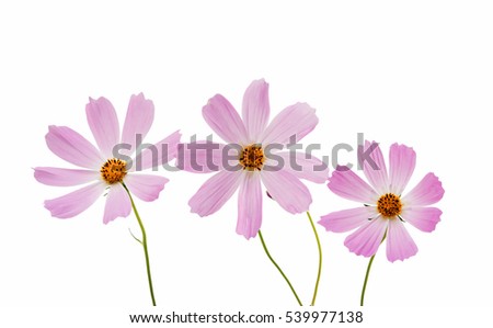 Cosmos Flower isolated on white background