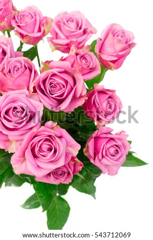 Violet blooming fresh roses isolated on white background