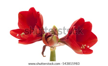 red Amaryllis AKA Hippeastrum flower isolated on white 