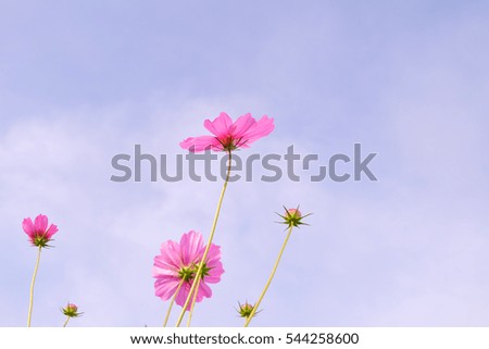 Pink Cosmos flower field with sky.