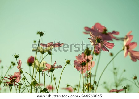 Beautiful Cosmos Flower Background