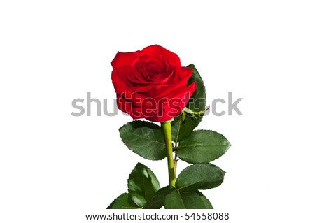 Lonely rose isolated on white background