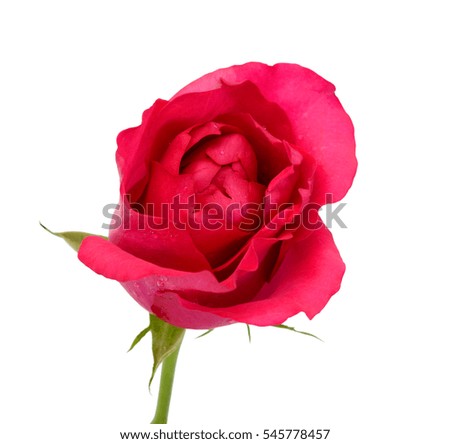 beautiful red rose flower isolated on white background 