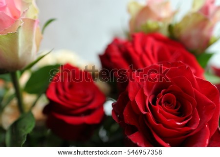 White roses, purple roses , rose close up,