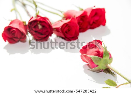 red rose, symbol of love