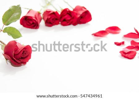 Red Rose, symbol of valentine