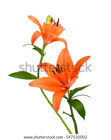 beautiful orange lily bouquet isolated on white background