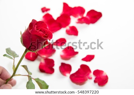 Roses with a lot of petals, valentine concept