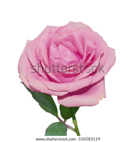 Purple rose isolated on a white background