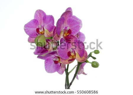 Detail of pink orchid blossom on branch, white background, frontal perspective
