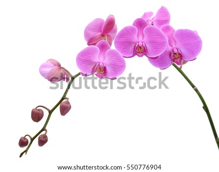 beautiful violet Phalaenopsis orchid flowers, isolated on white background