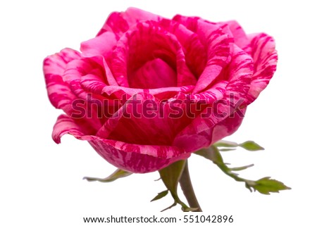 Maroon rose isolated on a white background