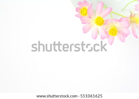 Cosmos flowers on white for background and text. copy space