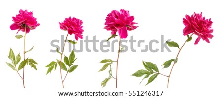 red peony flower. Isolated on white background. Set