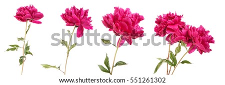 red peony flower. Isolated on white background