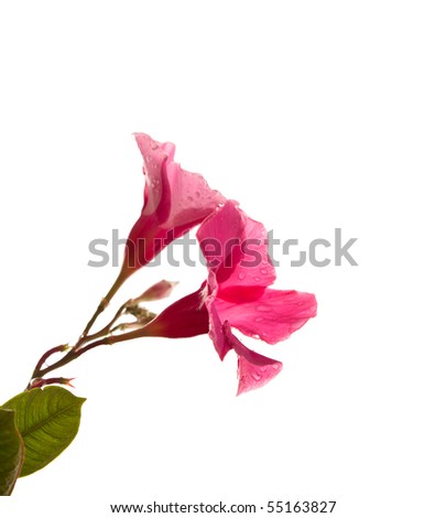 Isolated Pink Petunia