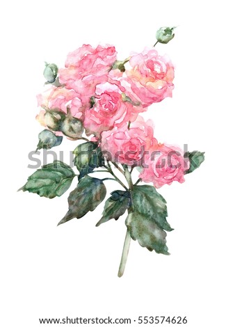 Watercolor Roses,  isolated on white background.
