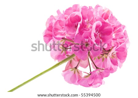 Rose geranium isolated on a white background