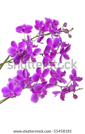 purple orchid border