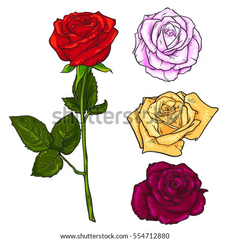 Pink, Yellow, deep red open rose bud and flower with green leaves. Realistic hand drawing of red rose, decoration element. Sketch style vector illustration isolated on white background. Symbol of love