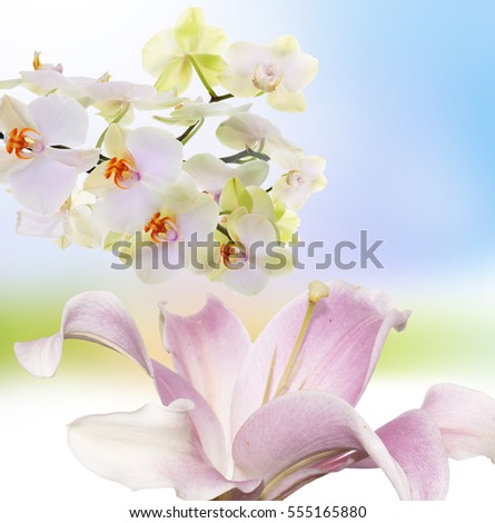 Beautiful flowers background.lily.orchid