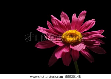 Pink flower on black