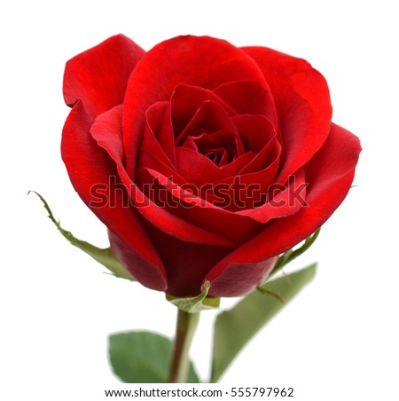 red rose bloom by gift 