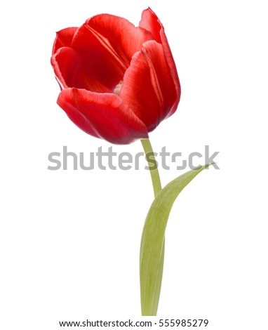 red tulip flower head isolated on white background.