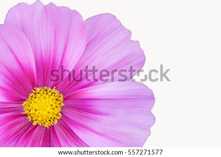cosmos flower on white background. Isolate Cosmos flower.