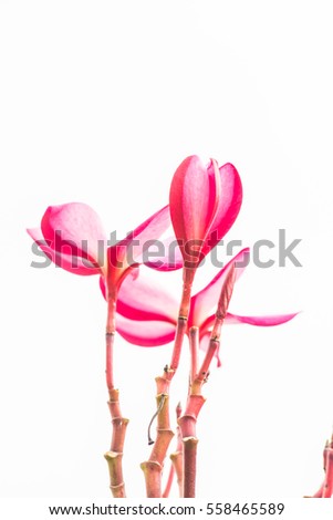 Close up of pink Frangipani flower, Thailand.